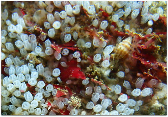 Anthia Diving Center-Madeira - Dive Center in Portugal