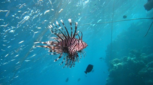 Diving in Egypt, Safaga - By Sebastien Delvaux