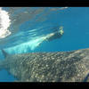 Picture taken during the dive
