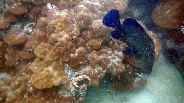 Mermaid's Jomtien - Dive Center in Thailand