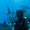 Picture taken during the dive