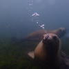 Picture taken during the dive