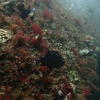 Picture taken during the dive