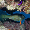 Picture taken during the dive