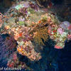 Picture taken during the dive