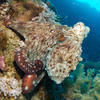 Picture taken during the dive
