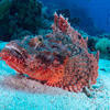 Picture taken during the dive