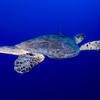 Picture taken during the dive