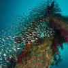 Picture taken during the dive