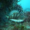 Picture taken during the dive