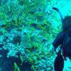 Picture taken during the dive