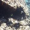 Picture taken during the dive