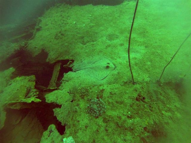 Boardwalk Dive Center - Dive Center in Philippines