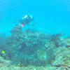 Picture taken during the dive