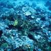 Picture taken during the dive