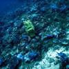 Picture taken during the dive