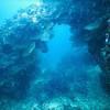 Picture taken during the dive