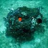Picture taken during the dive