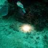 Picture taken during the dive
