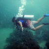 Picture taken during the dive
