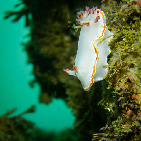 Aquatic Sports And Adventures - Dive Center in Mexique