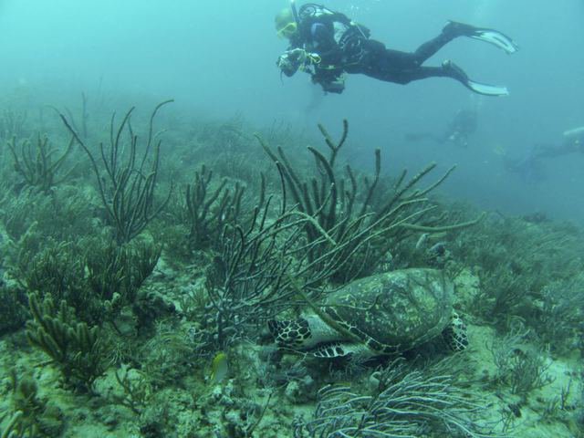 Lauderdale Diver - Dive Center in United States