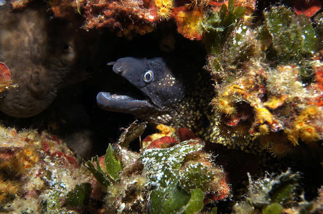 DIVING IN ELBA SNC - Dive Center in Italy