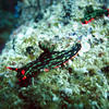 Picture taken during the dive