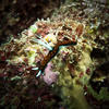 Picture taken during the dive