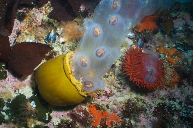 Diving in 南非, Simonstad - By Sluiper