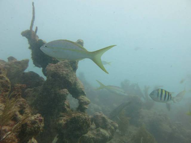 Scuba-Do - Dive Center in United States