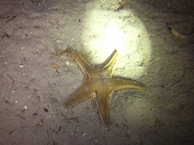 Aquanau / Underwater Adventures - Dive Center in Spain