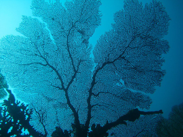 Aqua Trek Beqa - Dive Center