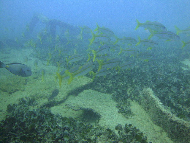 CaboVerdeDiving - Dive Center