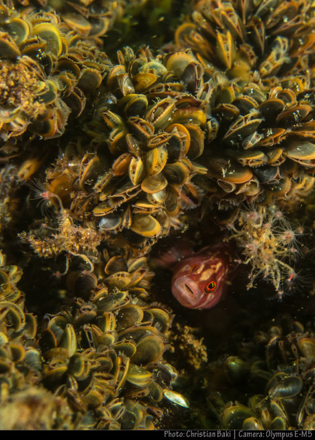 Diving in Boston, United States - By Christian Baki