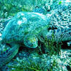 Picture taken during the dive