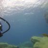 Picture taken during the dive