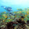 Picture taken during the dive