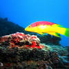 Picture taken during the dive