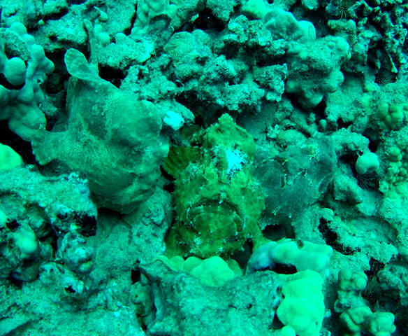Island Divers Hawaii - Dive Center in United States