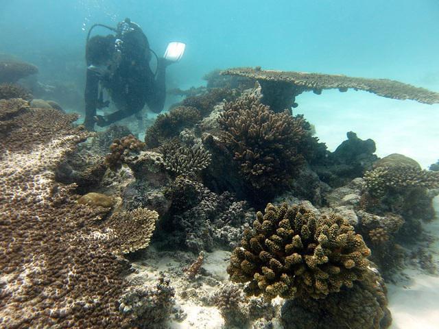 Vamizi Island - Dive Center in 莫桑比克