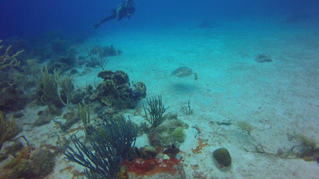 Ocean Encounters West - Dive Center in Netherlands Antilles