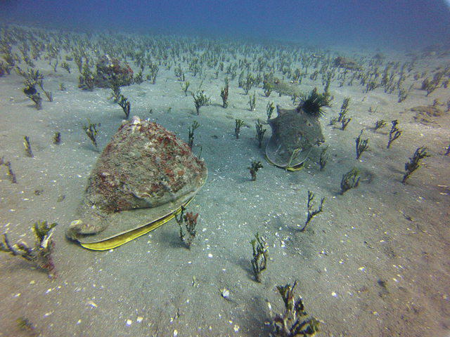B & B Scuba - Dive Center in United States