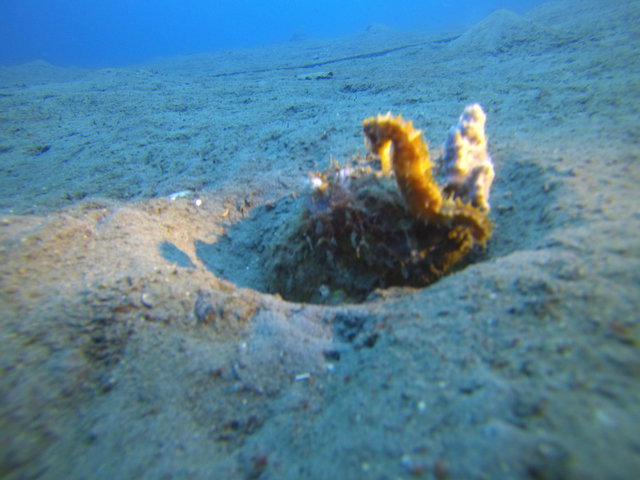 Atmosphere Resorts - Dive Center in Philippines