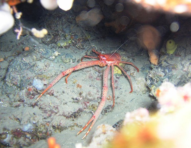 MOBY Dick Divingcenter - Dive Center in Croatia