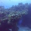 Picture taken during the dive