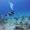 Picture taken during the dive