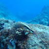 Picture taken during the dive