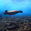 Picture taken during the dive