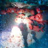 Picture taken during the dive